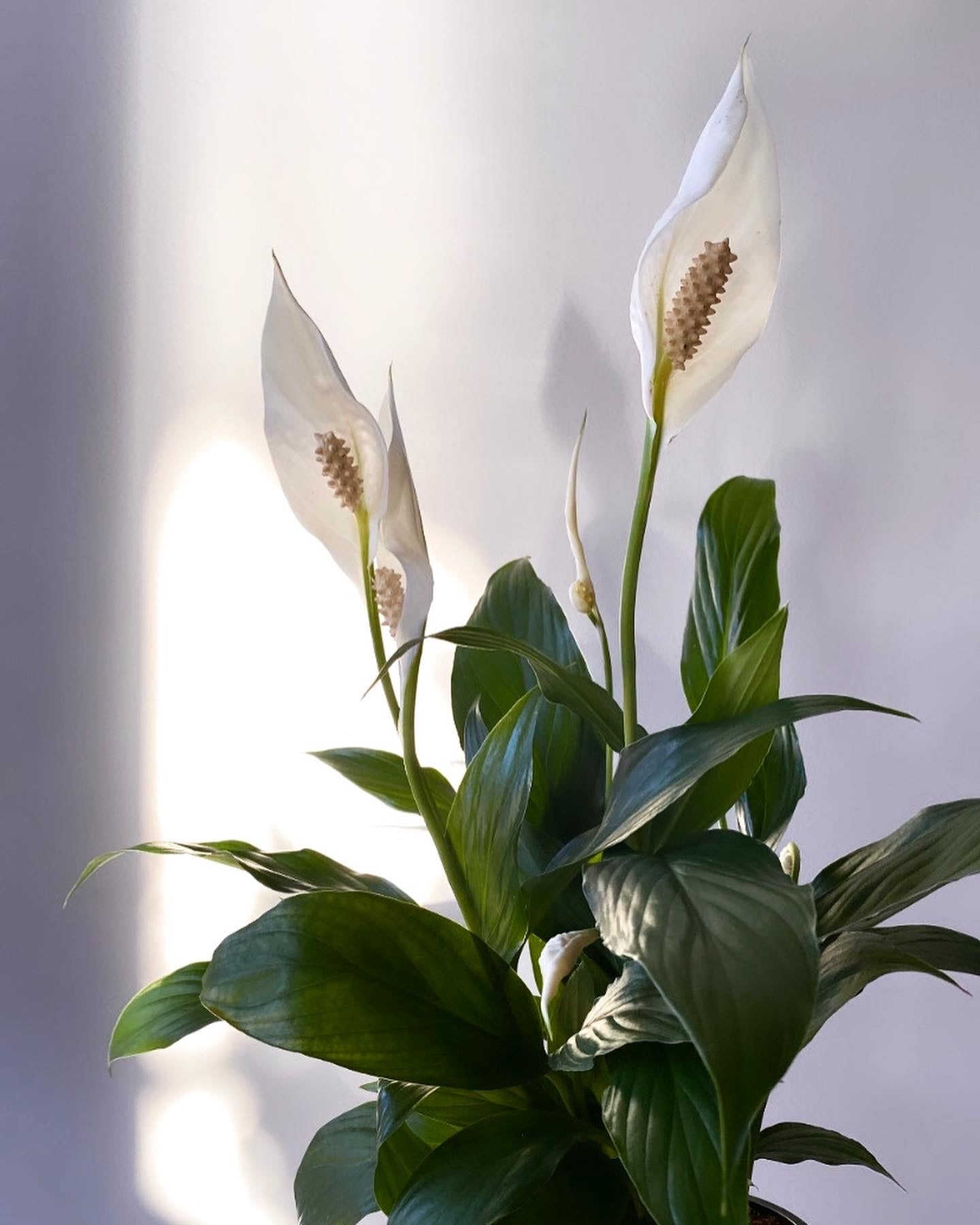 Best Plants for a Basement Suite – Stemhouse Floral Studio